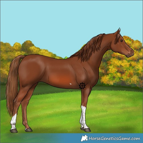Horse Color:Chestnut Tobiano 