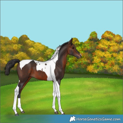 Horse Color:Brown Tobiano 
