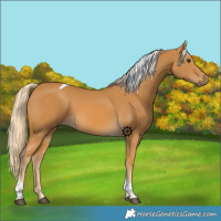 Horse Color:Palomino Tobiano