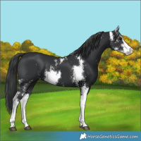 Horse Color:Black Sabino 