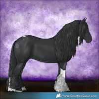 Horse Color:Black Tobiano