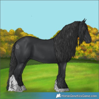 Horse Color:Black Tobiano