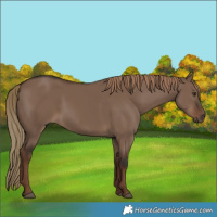 Horse Color:Liver Red Dun Rabicano 