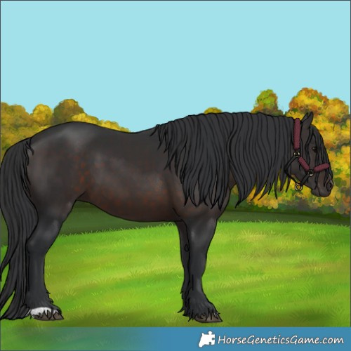 Horse Color:Brown 