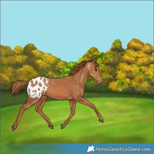 Horse Color:Chestnut Appaloosa 