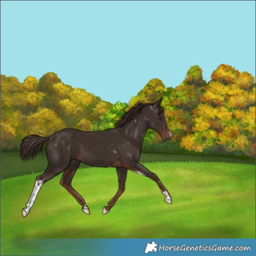 Horse Color:Liver Chestnut Sabino 