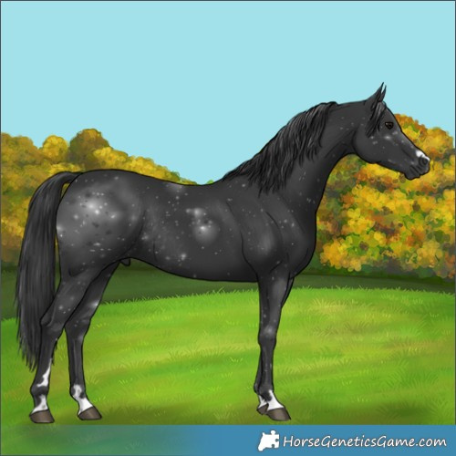 Horse Color:Black Rabicano 