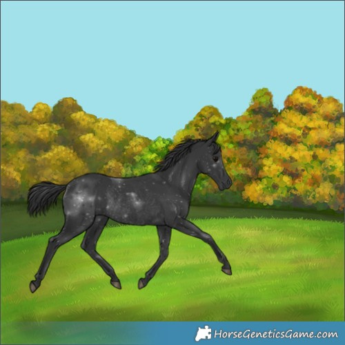 Horse Color:Black Rabicano 