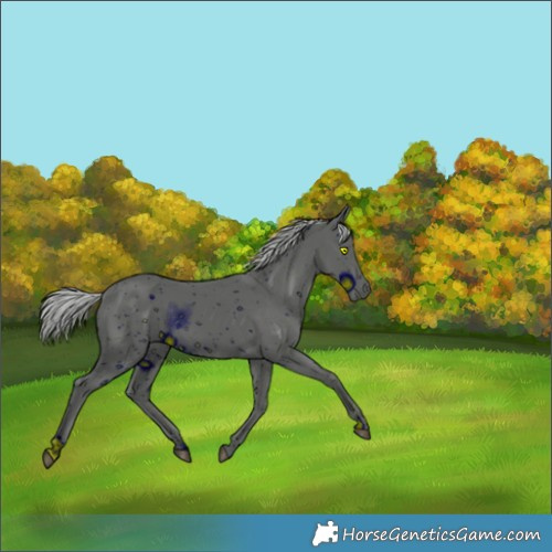 Horse Color:ERROR: UNKNOWN ANOMALY