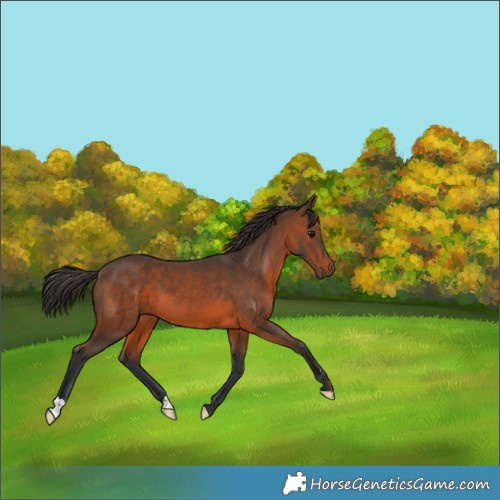 Horse Color:Brown 