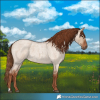Horse Color:Red Dun Roan 