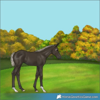 Horse Color:Gray Silver Smoky Black 