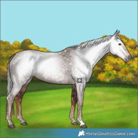 Horse Color:Gray Chestnut