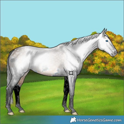 Horse Color:Gray Bay Dun Splash Rabicano 