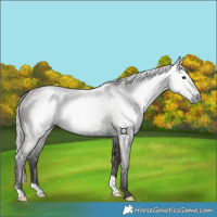 Horse Color:Gray Silver Smoky Black