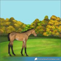 Horse Color:Gray Buckskin Dun 