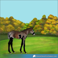 Horse Color:Gray Bay Splash