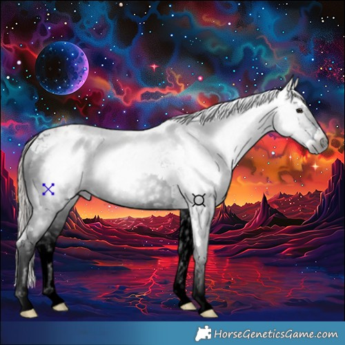 Horse Color:Gray Bay Splash Appaloosa 