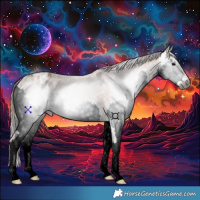 Horse Color:Gray Bay Splash Appaloosa