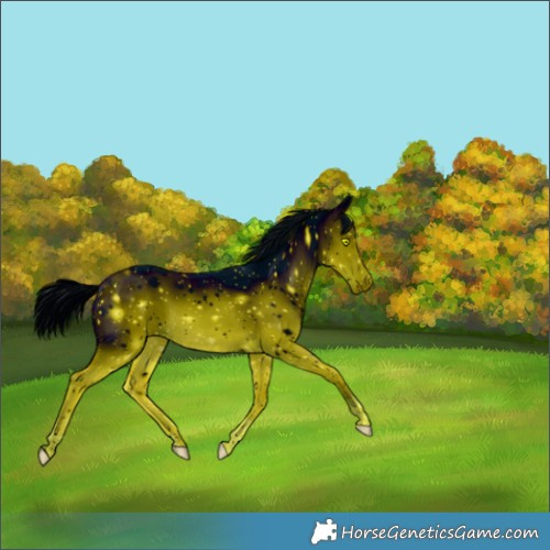 Horse Color:ERROR: UNKNOWN ANOMALY