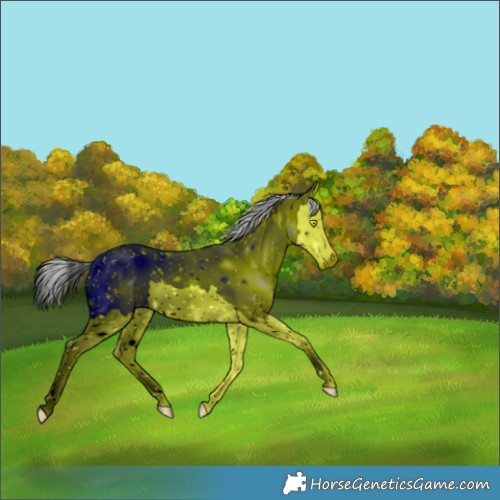 Horse Color:ERROR: UNKNOWN ANOMALY