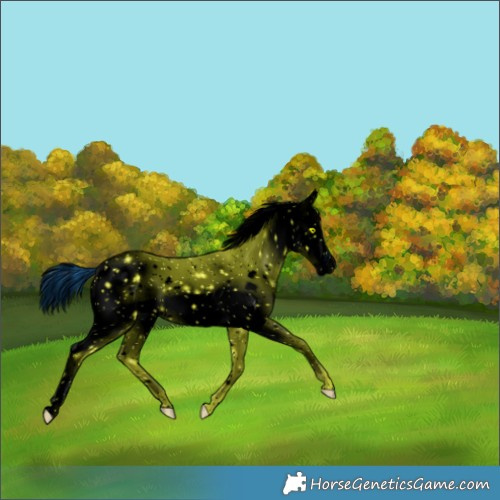 Horse Color:ERROR: UNKNOWN ANOMALY