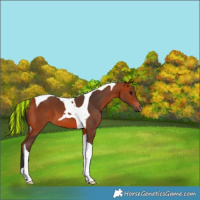 Horse Color:Painted Bay Tobiano 