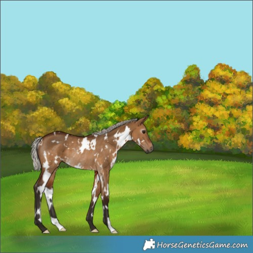 Horse Color:Gray White Spotted Silver Bay Dun Rabicano 