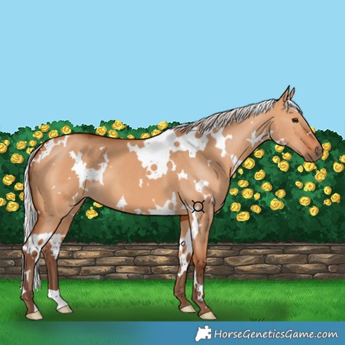 Horse Color:White Spotted Silver Bay Dun 