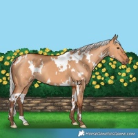 Horse Color:White Spotted Silver Bay Dun 