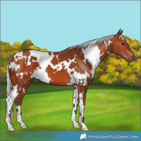 Horse Color:White Spotted Silver Bay 