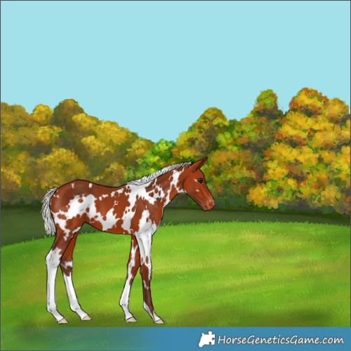Horse Color:White Spotted Silver Bay Appaloosa 