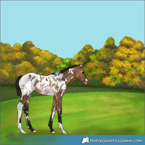 Horse Color:Gray White Spotted Bay Dun Appaloosa Rabicano 