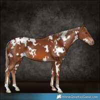 Horse Color:White Spotted Chestnut 