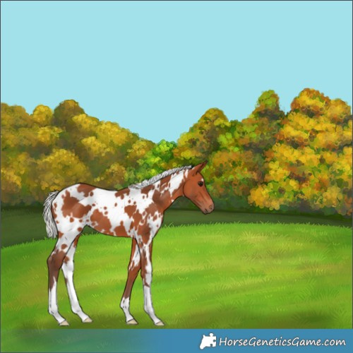 Horse Color:White Spotted Silver Bay 
