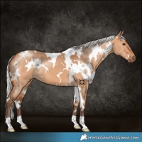 Horse Color:White Spotted Silver Bay Dun