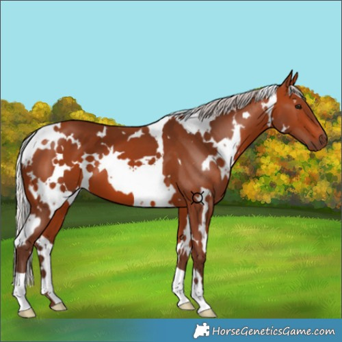Horse Color:White Spotted Silver Bay
