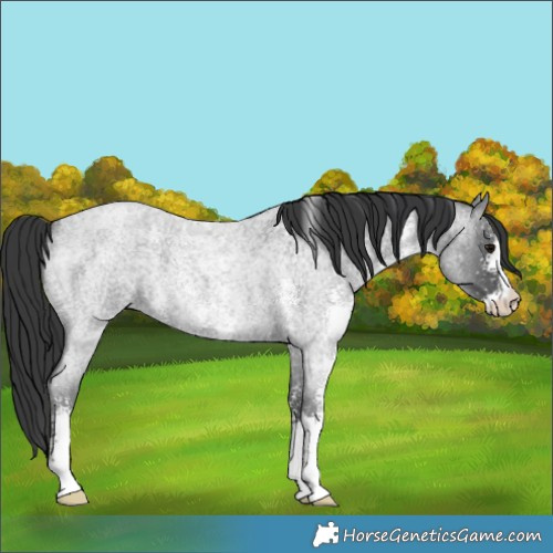 Horse Color:Blue Roan Sabino 
