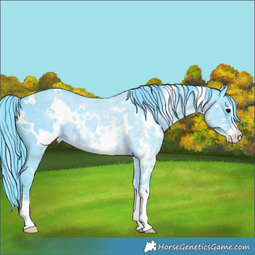 Horse Color:Watercolor White Spotted Black Sabino 