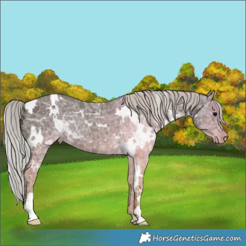 Horse Color:White Spotted Silver Black Ice 