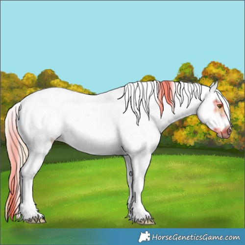 Horse Color:Plaid  White Spotted Chestnut Splash Frame 