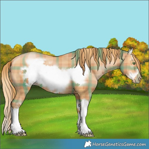Horse Color:Plaid  White Spotted Bay Pearl Splash Frame 