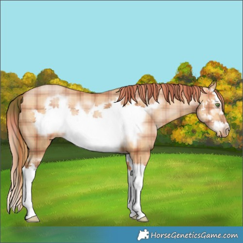 Horse Color:Plaid  White Spotted Bay Pearl Splash Frame 
