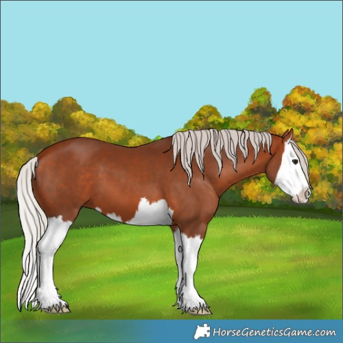 Horse Color:Silver Bay Splash 