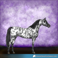 Horse Color:Blue Roan Appaloosa 