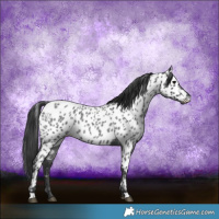 Horse Color:Blue Roan Appaloosa 