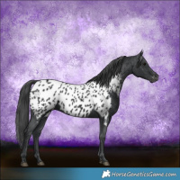 Horse Color:Black Appaloosa 