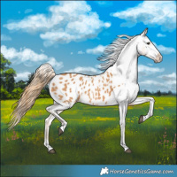 Horse Color:Chestnut Appaloosa