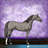 Horse Color:Grullo Appaloosa 