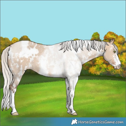 Horse Color:White Spotted Silver Brown Dun Sabino 